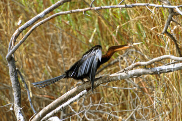Naklejka premium Afrikanischer Schlangenhalsvogel am Ufer des Okavango River in Botswana