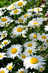 Fototapeta premium White garden chamomiles on the flower bed illuminated by the sun rays