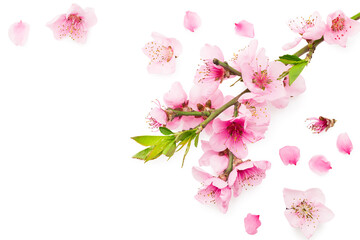 peach flowers isolated on white background. spring flowers. top view