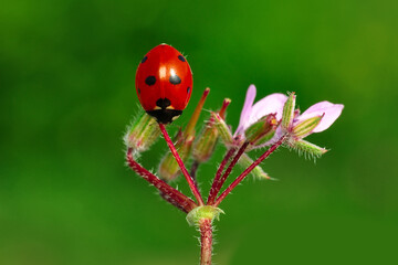 Beautiful ladybug on leaf defocused background
