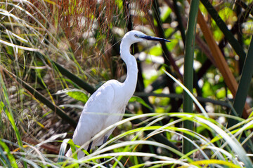 Reiher am Flussufer des Okavango River in Botswana