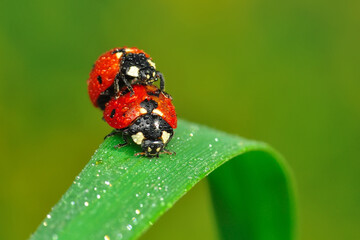 Beautiful ladybug on leaf defocused background