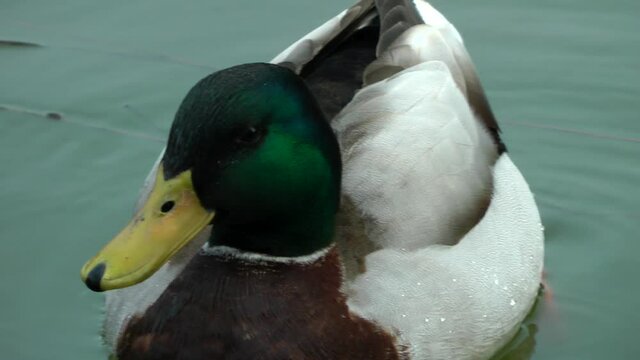 Mallard Duck ake, young drake (Anas platyrhynchos) on pond, river, lake, water surface.