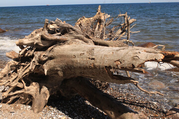 Rügener Strandgut; Abgestürzter Baum an der Kreideküste