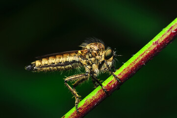 Macro shot of a robber fly in the garden