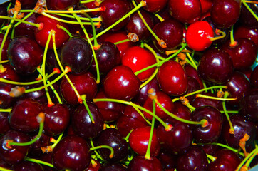 Close up of  fresh, juicy cherries,  dark cherries.