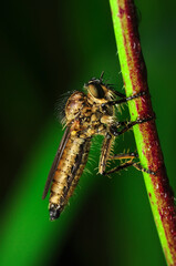Macro shot of a robber fly in the garden