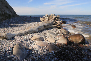 Rügener Kreideküste  Strand mit abgestürztem Baum © holger.l.berlin