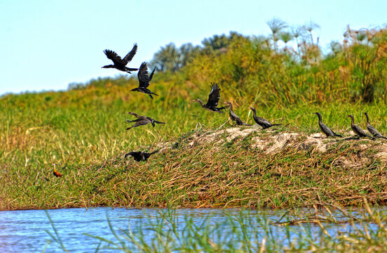 Riedscharben am Ufer des Okavango River in Botswana