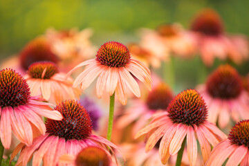 花の背景素材　エキナセア