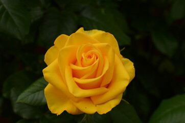 yellow rose on green background