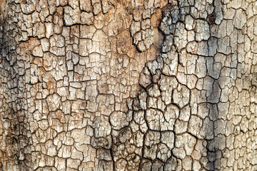 Macro shot of weathered bark background
