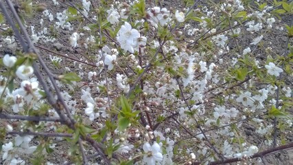 spring in the forest