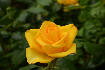 yellow rose on green