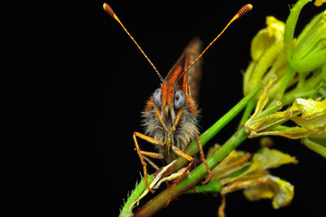 Closeup beautiful butterfly sitting on the flower in a summer garden