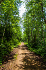 Fototapeta na wymiar Small forest road in Quebec, Canada 