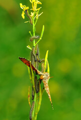Close up beautiful caterpillar of butterfly  