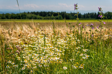 Beautiful flowers and grain fields with bees and insects