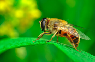 Beautiful  Bee macro in green nature 