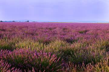 Champ de lavande en fleur sur le plateau de Valensole en Provence