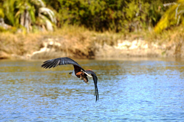Schreiseeadler auf der Jagd nach Beute am Ufer des Okavango in Botswana