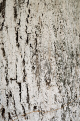 Fototapeta premium Texture of the tree bark painted with white paint