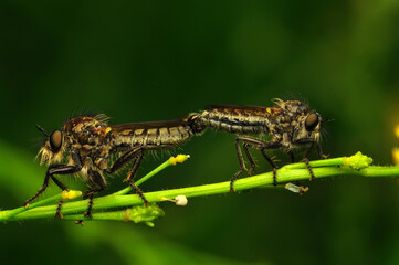 Macro shot of a robber fly in the garden