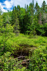 Fototapeta na wymiar Nice little pond in summer in Quebec, Canada