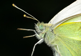 Closeup beautiful butterfly sitting on the flower in a summer garden