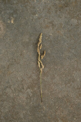 A Plant in the center of photo on the background of the texture of stone covered with sand