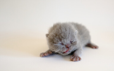 isolated exotic cats one week old with white background