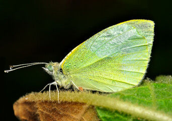 Closeup beautiful butterfly sitting on the flower in a summer garden