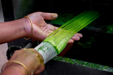 Fiber is being made from the pineapple tree leaves. A Hand and Unwashed pineapple leaf fiber. Eco-friendly products. Agricultural waste product.