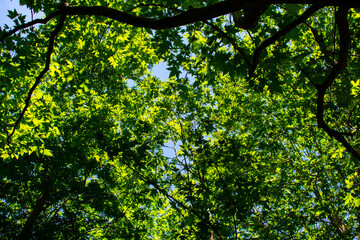 Maple trees top in bright sunlight