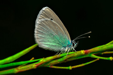 Closeup beautiful butterfly sitting on the flower in a summer garden