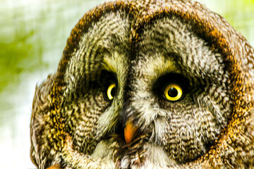 Obraz premium Close up portrait of an owl