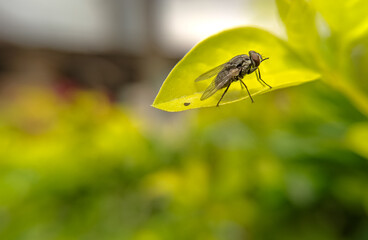 fly on leaf