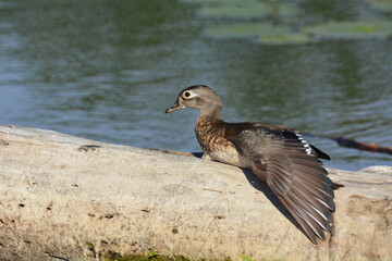 Adult female Wood duck with stretched wing on drift wood