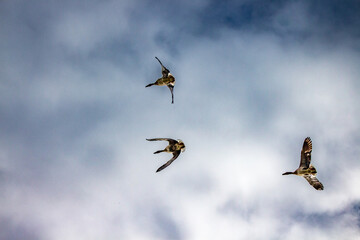 Three geese flying below the clouds