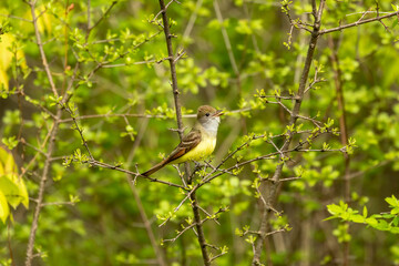 Great crested flycatcher on the state park