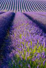Obraz na płótnie Canvas Champ de lavande en fleur sur le plateau de Valensole en Provence
