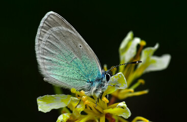 Closeup beautiful butterfly sitting on the flower in a summer garden