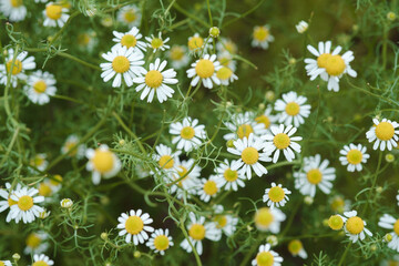 Group of Chamomile blossom in garden. Alternative medicine herbs. Scientific name Matricaria recutita, Matricaria chamomilla.