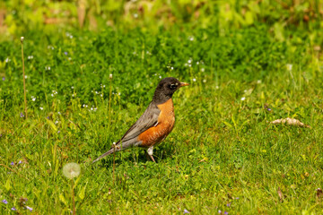 American robin brings worms and earthworms to the young