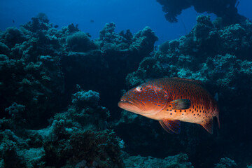 Naklejka na ściany i meble A large Red Sea coralgrouper (Plectropomus pessuliferus)