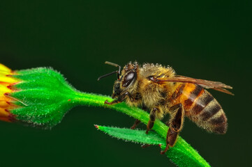 Beautiful  Bee macro in green nature 