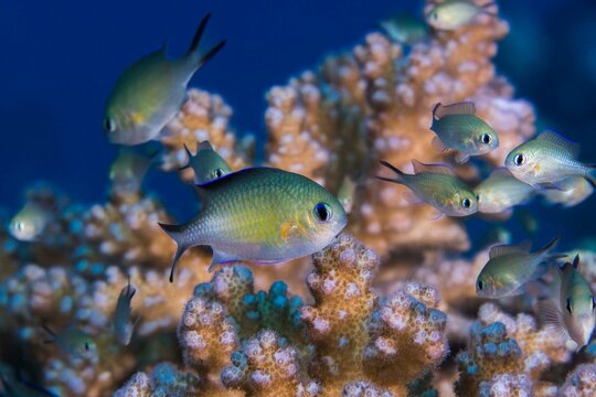 Arabian chromis (Chromis flavaxilla) macro of small light yellow color fish living in a coral.