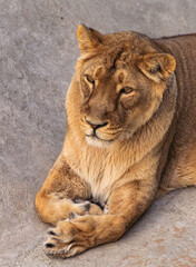 Adult female lion portrait (panthera leo), resting close view