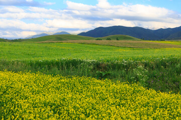 Beautiful spring and summer landscape. Lush green hills. Spring blooming herbs.