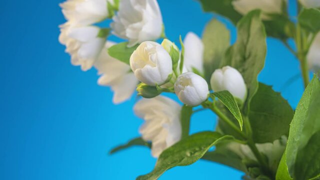 white flower blooms on blue background 